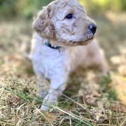 Skye - Apricot female Labradoodle puppy in Toledo, Washington from Bigfoot Doodles