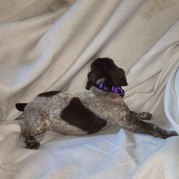 Girl 2 - German Shorthaired Pointer puppy from Dow Family