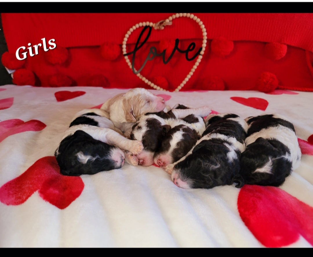 Poodle Puppies from Caboodles of Poodles