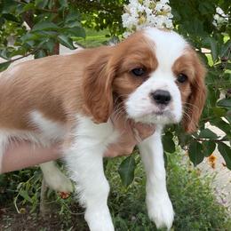 Hopper - yellow collar - Blenheim male Cavalier King Charles Spaniel puppy in Norfolk, Virginia from Colorful Cavaliers