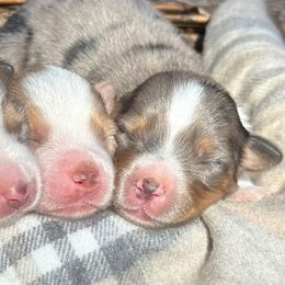 Miniature American Shepherds from Calyx Miniature American Shepherds