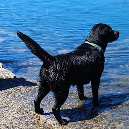 Sky - Labrador Retriever