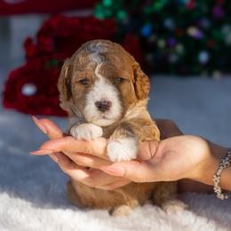 Phoebe - Parti female Poodle puppy in Fort Myers, Florida from Blossom Paws