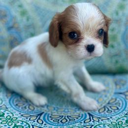 Cavalier King Charles Spaniel puppies from M & M Cavaliers