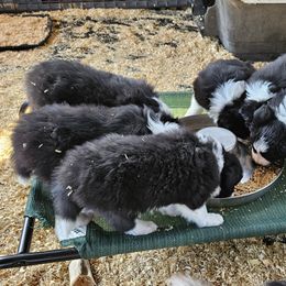 Border Collie Puppies from Royal Kennels Border Collies