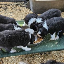 Border Collie Puppies from Royal Kennels Border Collies
