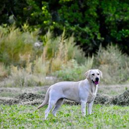 Labrador Retriever All Grown Up from Cecil's Arizona Labradors
