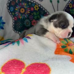 Reign - Tricolors female French Bulldog puppy in Coatesville, Pennsylvania from The Chipper Frenchie