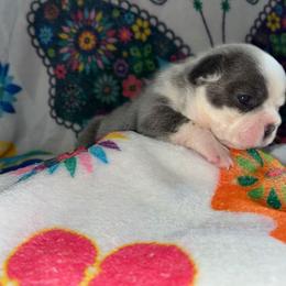 Reign - Tricolors female French Bulldog puppy in Coatesville, Pennsylvania from The Chipper Frenchie