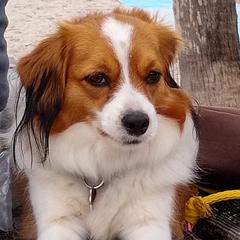 Hagel - Nederlandse Kooikerhondje