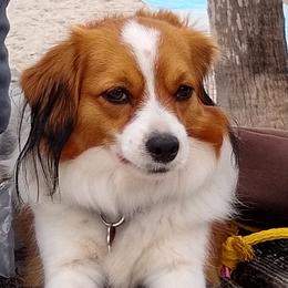 Hagel - Nederlandse Kooikerhondje