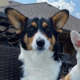 Goldendoodles and Pembroke Welsh Corgis from MAS Genetics