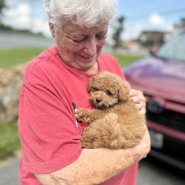 Poodle Puppies from KC Poodles of PA