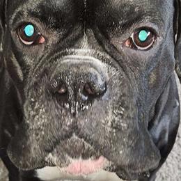 Diesel - Boxer