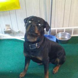 FA SO - Rottweiler