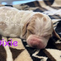 Dixie - Red and white female Basset Hound puppy in Richmond, Kentucky from Walters Hollow Hounds