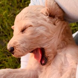 Cockapoos, Goldendoodles, and Poodles from Texas Teddy Doodles