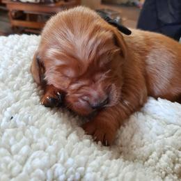 Girl 5 - female Golden Retriever puppy in Fort White, Florida from Triple-s-kennel