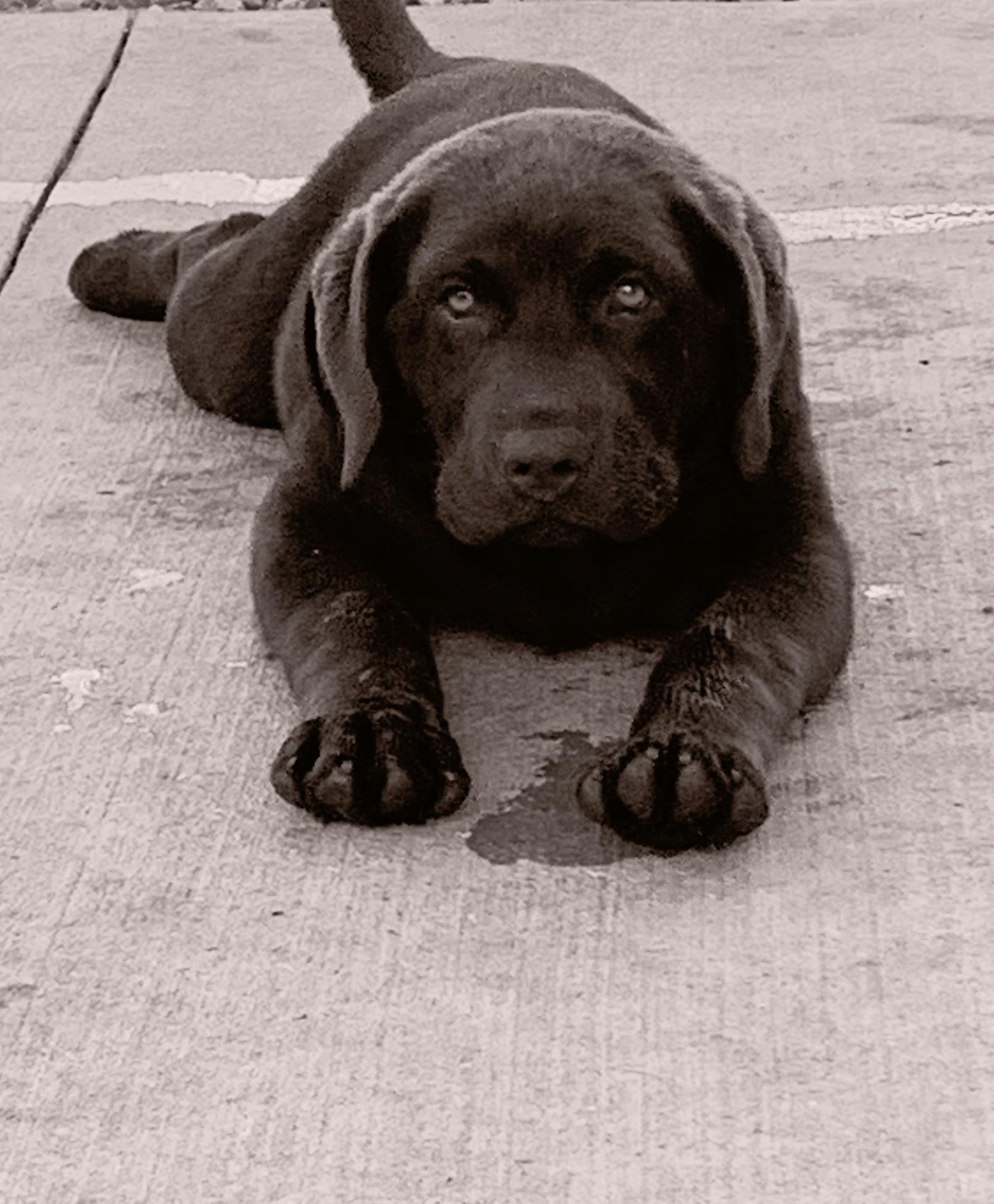 Riggs