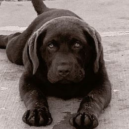 Riggs - Labrador Retriever