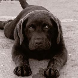 Riggs - Labrador Retriever