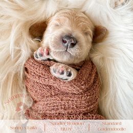 Goldendoodle Puppies from Summer Sun Doodles