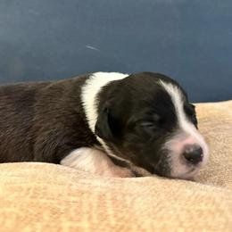 Bluey - Black tri-color female Australian Shepherd puppy in Monroe, North Carolina from Meekey Family Aussies