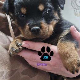Greta - Black and mahogany female Rottweiler puppy in Tangent, Oregon from Raya's Royals