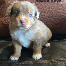 Rowan - Red merle male Miniature Australian Shepherd puppy in Paris, Texas from Blue Envy Mini Aussies