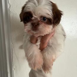 Happy - Chocolate and tan male Shih Tzu puppy in Azusa, California from RJ Shih Tzu lover