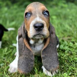Brancon - Blue tan and white male Basset Hound puppy in West Chester, Ohio from Bed-N-Bassets