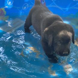Labrador Retriever Puppies from Willow Kane Farm