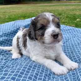 Goose - Tri-color male Bernedoodle puppy in Yuba City, California from Ranch House Doodles