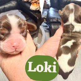 Loki - Chocolate male Cavalier King Charles Spaniel puppy in Spring Hill, Florida from Wonderland Cavaliers