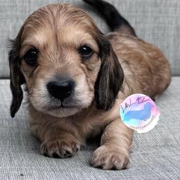Boy 1 - Cream male Dachshund puppy in Houston, Texas from L&L 4D Dancer’s Dachshunds