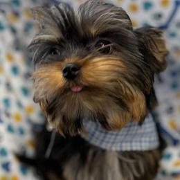 Meeko - Black and tan male Yorkshire Terrier puppy in Lebanon, Kentucky from Mosaic Merle Doodles