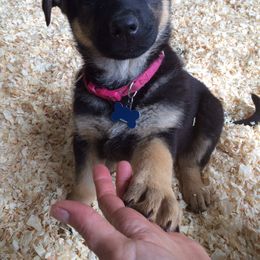 German Shepherd Puppies from Von Ward Kennels