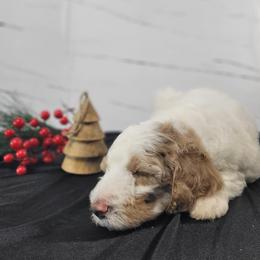 Poodle Puppies from Athena Smiles Standard Poodles