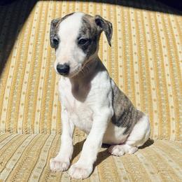 Juley - White and fawn brindle female Whippet puppy in Kingston, Tennessee from Smithfield Park