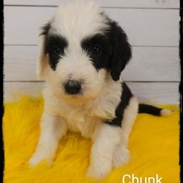 Chunk - Black and white male Sheepadoodle puppy in Farley, Iowa from Iowa's Doodle Co.