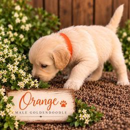 Goldendoodle Puppies from Aaryn Allman