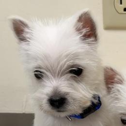 Boba - White male West Highland White Terrier puppy in East Glenville, New York from NYWesties
