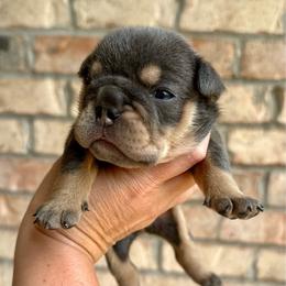 Girl 3 - Blue tri-color female Bulldog puppy in Hernando, Mississippi from Blues City Bulldogs