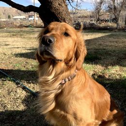 Rosie - Golden Retriever