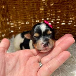 Girl 1 - Black tan and white female Biewer Terrier puppy in Winslow, Arkansas from Morning Glory Puppies