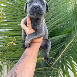 Girl 1 - Gray brindle female Cane Corso puppy in Perris, California from P1 Family Canines
