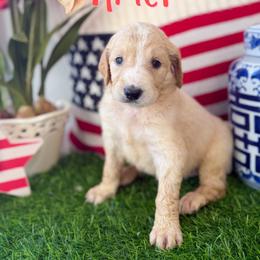 Ariel - Apricot female Goldendoodle puppy in Greenville, North Carolina from ENC Goldendoodles