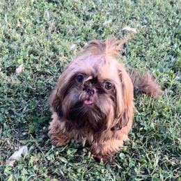 Peaches - Shih Tzu