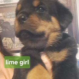 Girl 1 - Black and mahogany female Rottweiler puppy in De Witt, Iowa from Irish Eyes Kennels