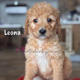 Leona - Red  female Goldendoodle puppy in Lancaster, Minnesota from North Star Dog Training